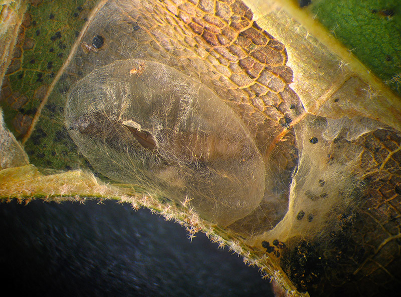 Lithocolletis (Phyllonorycter) platani